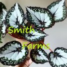 25 Seeds Green Begonia Beautiful Flowers Garden