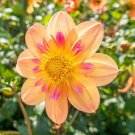 25 Seeds Kelsey Ann Dahlia Perennial ing Bloom 9 Flowers Garden
