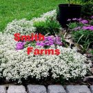 25 Seeds Carpet of Snow Alyssum Flowers Garden