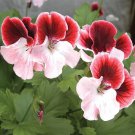 15 Seeds Geraniumer s Joy house Flowers Garden