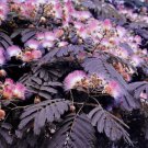 10 Seeds Summer Chocolate Mimosa Tree Silk Tree Albizia julibrissin Flowers Garden