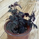 15 Seeds Solanum uleanum house Flowers Garden