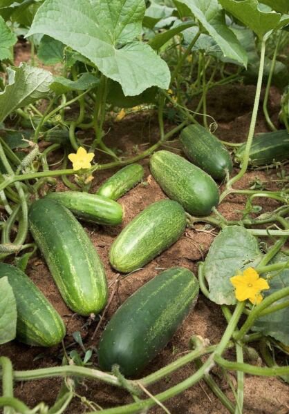 25 Seeds Rhode Island Cucumbers Easy Growing Vegetable Pickling Slicing Flowers Garden