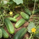 25 Seeds Rhode Island Cucumbers Easy Growing Vegetable Pickling Slicing Flowers Garden