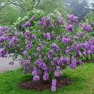 25 Seeds Lilac Sunday Lilac Tree Fragrant Perennial 95 Flowers Garden