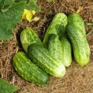 25 Seeds Northern Pickling Cucumbers Flowers Garden