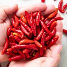 25 Seeds Chile de árbol Pepper Vegetables Flowers Garden