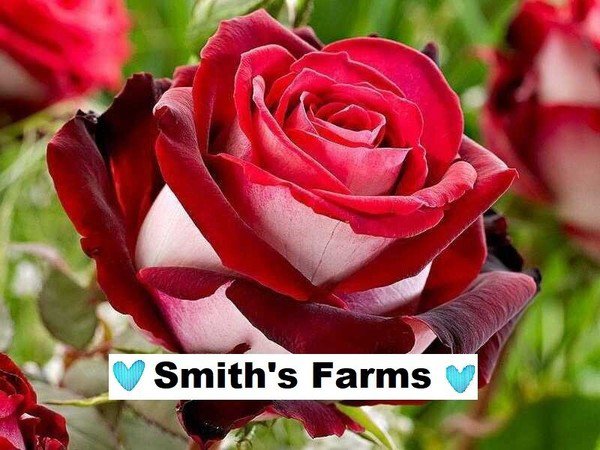 10 Seeds Roses Red & White Beautiful Lots of Blooms Bush Flowers Garden