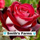 10 Seeds Roses Red & White Beautiful Lots of Blooms Bush Flowers Garden