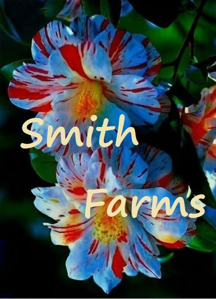 25 Seeds Blue & Red Hibiscus Huge Blooms Flowers Garden