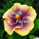 25 Seeds Purple Yellow Hibiscus Flowers Garden