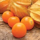50 Seeds Aunt Mollys Ground Cherry Tomato Juicy Vegetable Tomatoe Edible Flowers Garden