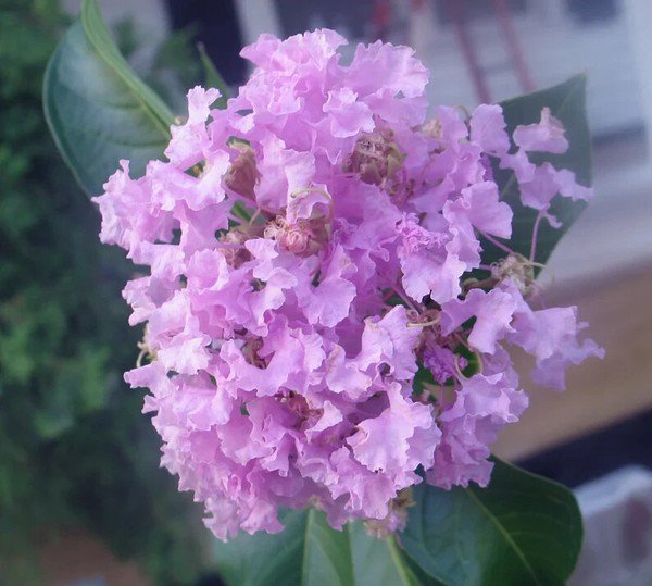 20 Seeds Musgrove Cape Myrtle Tree Perennial 9 Flowers Garden