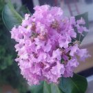 20 Seeds Musgrove Cape Myrtle Tree Perennial 9 Flowers Garden