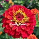 25 Seeds Red Zinnia Flowers Garden