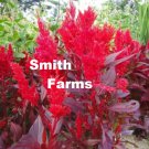 25 Seeds Red Coxcombe Flowers Garden