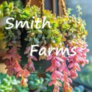 25 Seeds Rainbow Donkeys Tail Succulent Sedum morganianum Cactus Flowers Garden