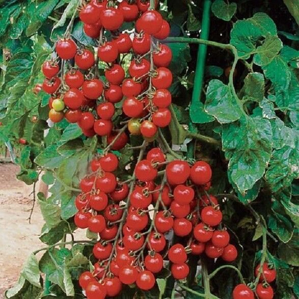 50 Seeds Sun Cherry Tomato Tomatoe Vegetable Edible Canning Flowers Garden