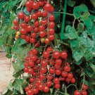 50 Seeds Sun Cherry Tomato Tomatoe Vegetable Edible Canning Flowers Garden