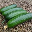 25 Seeds Diva Cucumber Flowers Garden