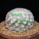 10 Seeds Feather Cactus Mammillaria Plumosa Round Fluffy White Flowers Garden
