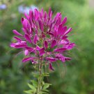 100 Seeds Electric Purple Spider Clome Spinosa Perennial Flowers Garden