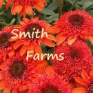 25 Seeds Moab Sunset Cone Echinacea Perennial Flowers Garden