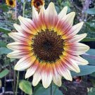 25 Seeds Gypsy Charmer SunPerennial Sun Bloom 539 Flowers Garden