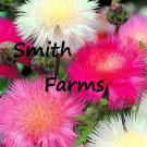 50 Seeds Pink White SWEET SULTAN Mixed CORN Flowers Garden