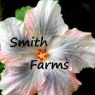 25 Seeds Pink Black & White Hibiscus Flowers Garden