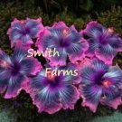 30 Seeds Pink Black Purple Hibiscus Flowers Garden