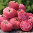 50 Seeds Big Pink Tomato Juicy Tomatoe Vegetable Flowers Garden