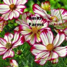50 Seeds Rosy Pink Cosmos Flowers Garden