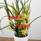 15 Seeds Yellow Coconut OrchidYamadahouse Flowers Garden