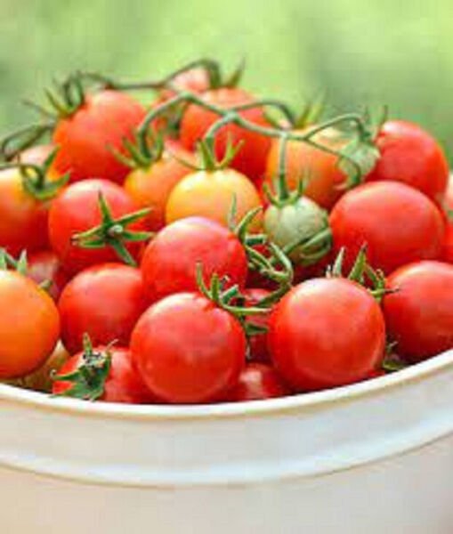 50 Seeds Power Pops Tomato Tomatoe Vegetable Edible Canning Flowers Garden