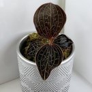 15 Seeds Jewel Orchid house Flowers Garden