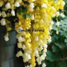 25 Seeds Yellow Weeping Begonia Beautiful Hanging Basket Flowers Garden