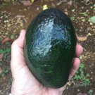 2 KSeeds Kahaluu Avocado Organic Delicious Creamy Fruit Flowers Garden