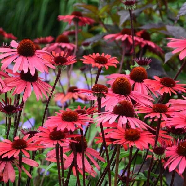 50 Seeds Solar Flare Cone Echinacea Perennial 38 Flowers Garden