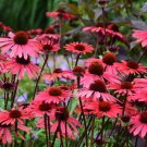 50 Seeds Solar Flare Cone Echinacea Perennial 38 Flowers Garden