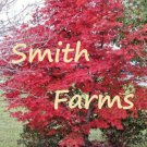 10 Seeds BLOODGOOD Red MAPLE TREE Acer palmatum Flowers Garden