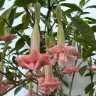 15 Seeds TrumpetPinkie s Wish house Flowers Garden