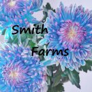 200 Seeds Blue PInk Chrysanthemum Mums FREE SHIPPING Flowers Garden