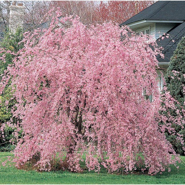 5 WSeeds Weeping Pink Cherry Tree ing Japanese Ornamental Shrub Tree 0 Flowers Garden