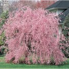 5 WSeeds Weeping Pink Cherry Tree ing Japanese Ornamental Shrub Tree 0 Flowers Garden