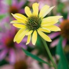 50 Seeds Sunrise Cone Echinacea Perennial 39 Flowers Garden