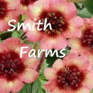30 Seeds Nepal Cinquefoil Potentilla nepalensis Cinquefoil Melton Fire Flowers Garden