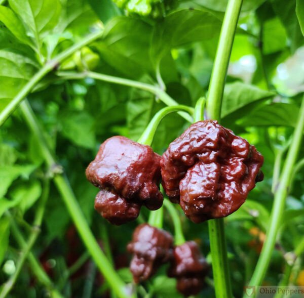 25 Seeds Pot Douglah Pepper Vegetables Flowers Garden
