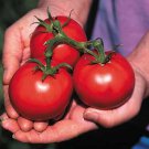 50 Seeds Sioux Tomato Tomatoe Vegetable Edible Canning Flowers Garden