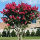 50 Seeds Crepe myrtle tree Flowers Garden